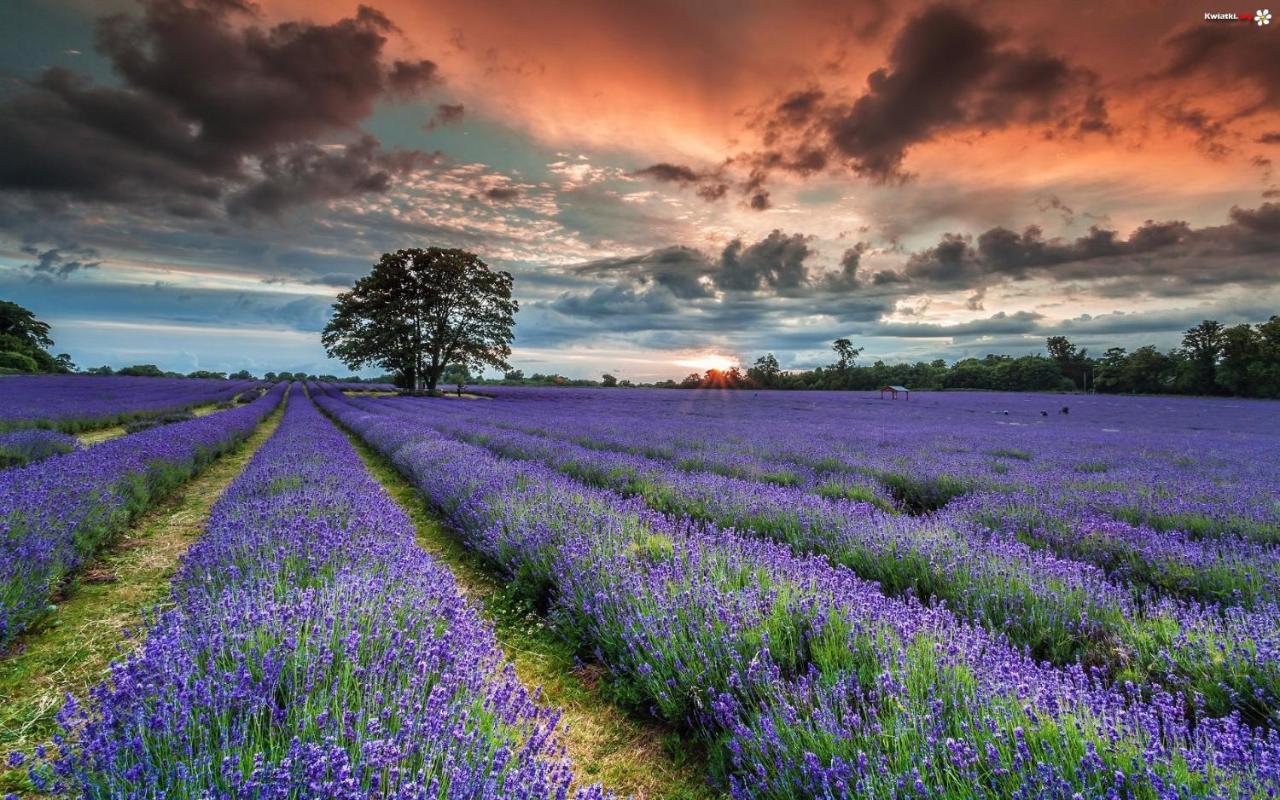 La Maison Des Collines Allemagne-en-Provence Εξωτερικό φωτογραφία